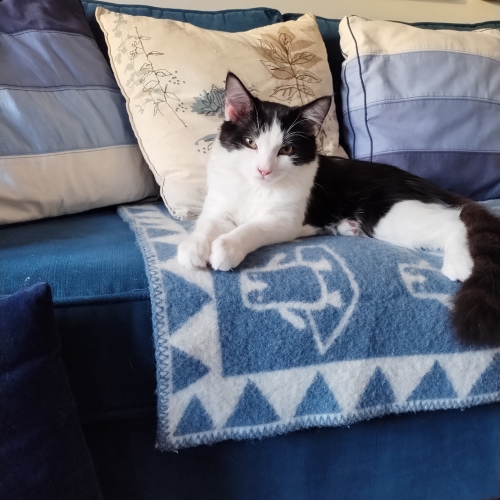 Naughty Cat For Sale
